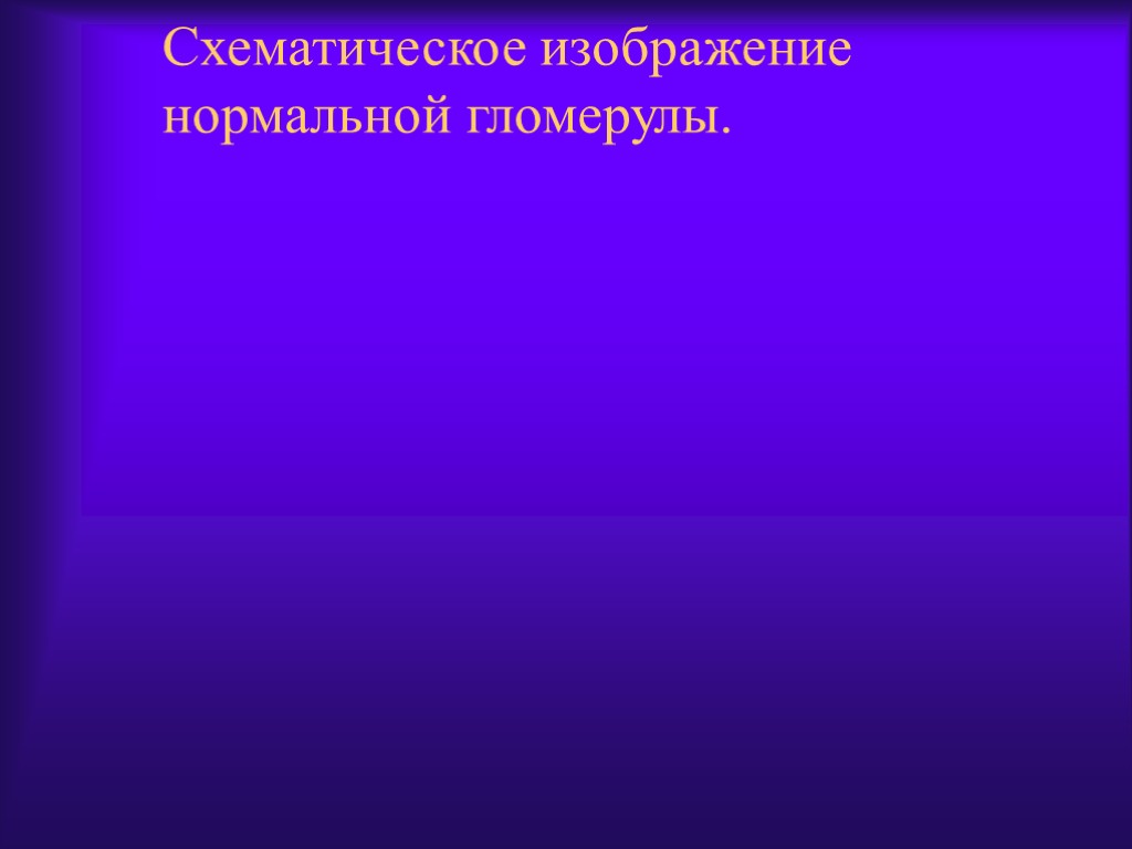 Схематическое изображение нормальной гломерулы.